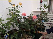 スーパー酵素の評判