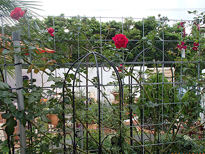 スーパー酵素の口コミ